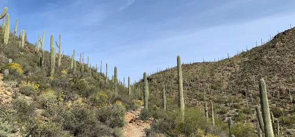 Arizona Deserts